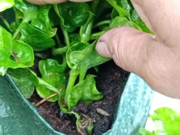 menanam sayuran di tembok rumah dengan wall planter atau planter bag dinding juga bisa subur lhoo